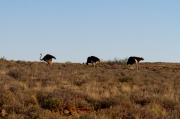 04 - Karoo NP (10)